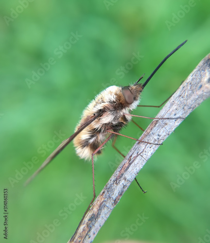 Greater bee-fly, Bombylius major