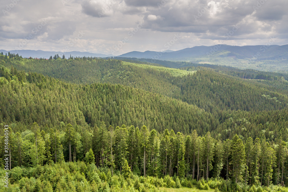 Aerial view of green Carpathian mountains covered with evergreen spruce pine foreston summer sunny day. Aerial view of green Carpathian mountains covered with evergreen spruce pine foreston summer sunny day.
