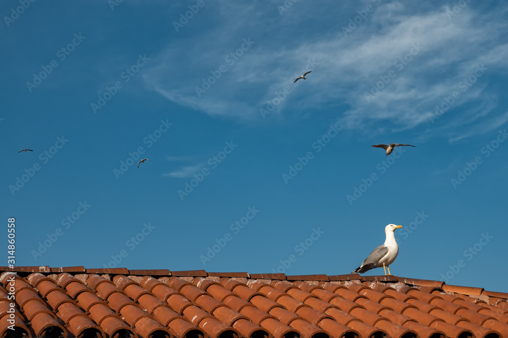 Sea gull sitting on red tile roof, copy space Sea gull sitting on red tile roof, copy space