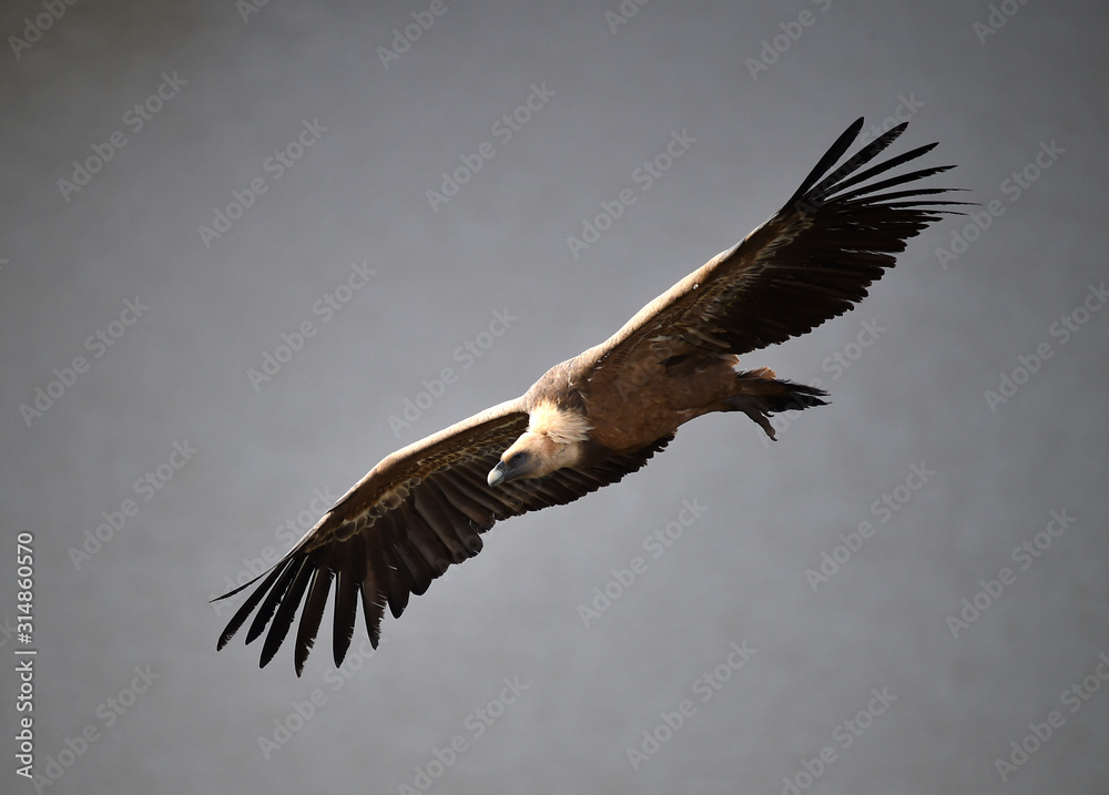 Obraz premium buitre leonado volando en un parque natural