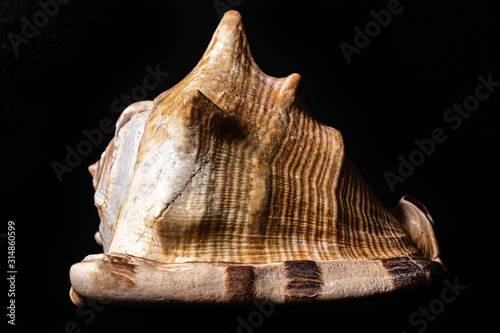 especie de concha marinha do oceano Tricornis raninus photo