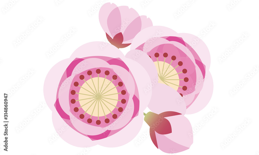 Obraz premium 桃 桃の花 花 ひなまつり