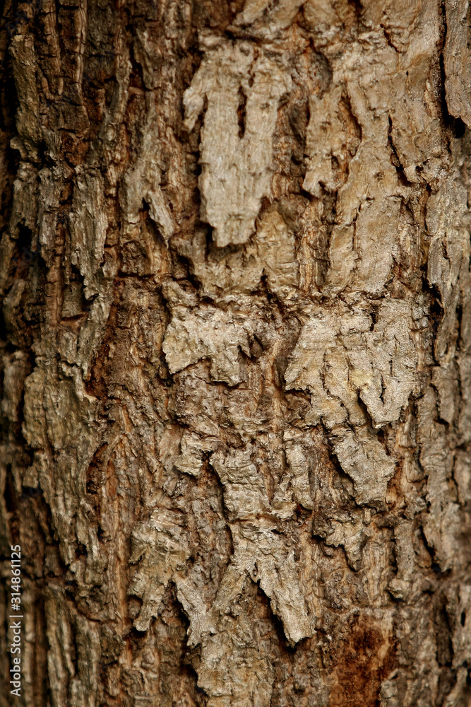 Bark texture background , wallpaper , pattern close up Bark texture background , wallpaper , pattern close up