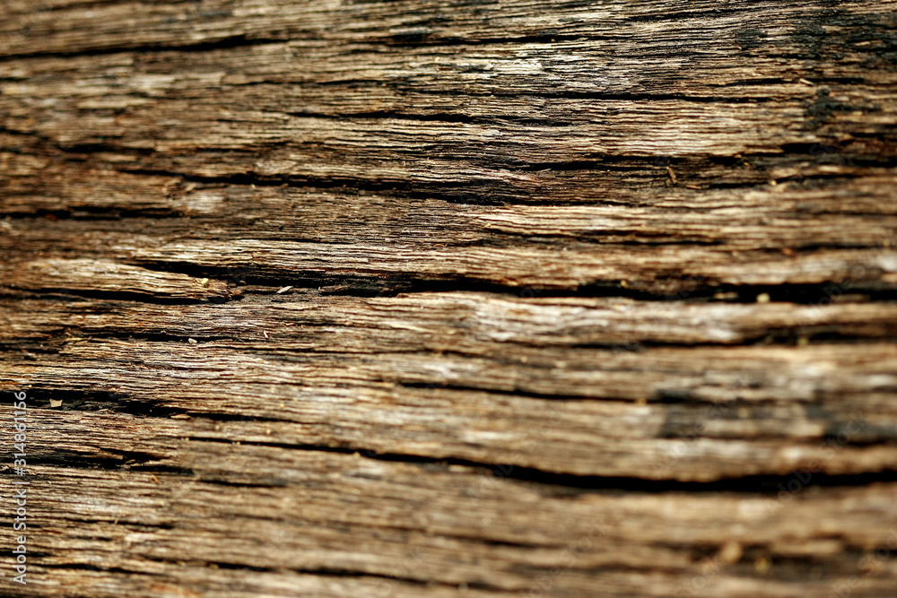 Bark texture background , wallpaper , pattern close up Bark texture background , wallpaper , pattern close up