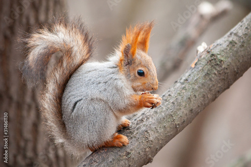 Beautiful squirrel holding a nut in his hands, side view