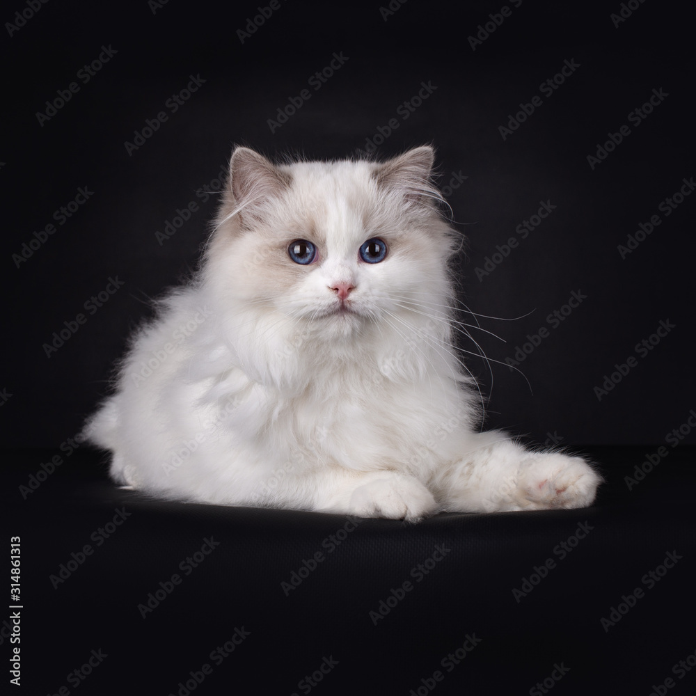 Kitten Ragdoll cat lying down, facing front, isolated on a black background Kitten Ragdoll cat lying down, facing front, isolated on a black background