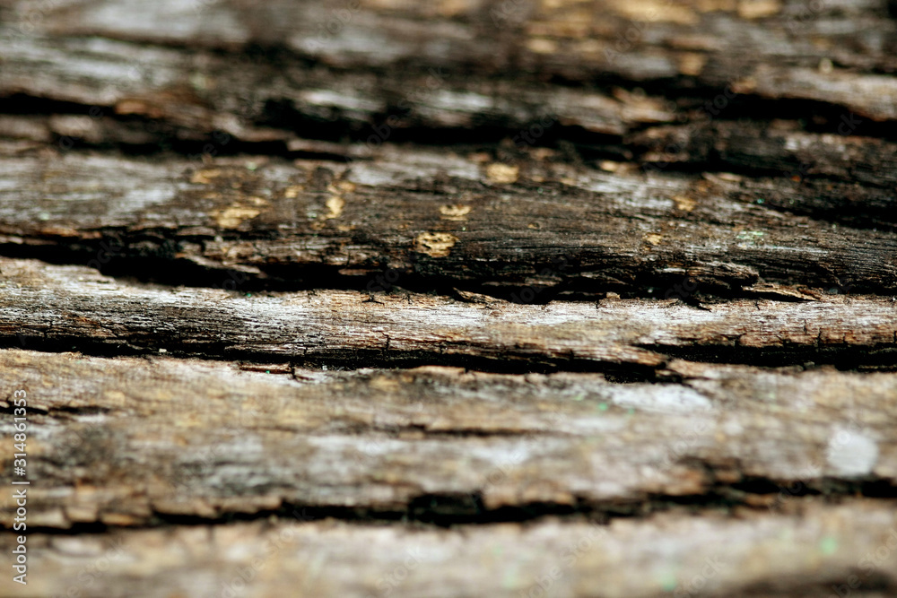Fototapeta premium Bark texture background , wallpaper , pattern close up