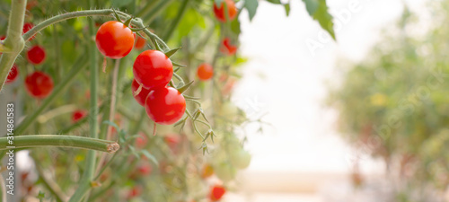 Valokuva Ripe red tomatoes are on the green foliage background, hanging on the vine of a tomato tree in the garden