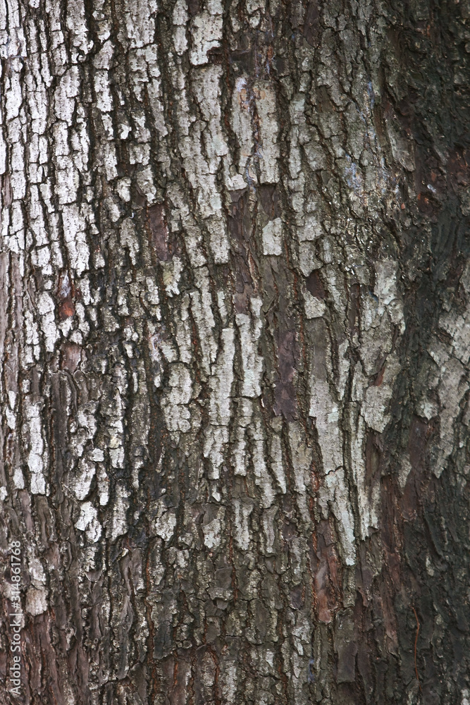 Fototapeta premium Wooden Bark Texture Background Pattern Wallpaper Close up