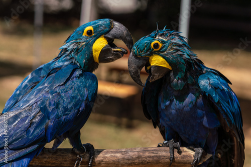 A pair of Hyacinth macaws © hit1912