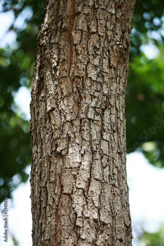 Wooden Bark Texture Background Pattern Wallpaper Close up