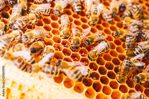 Bienenstöcke eines Imkers bei der Pflege der Bienen mit Waben und Honigbienen