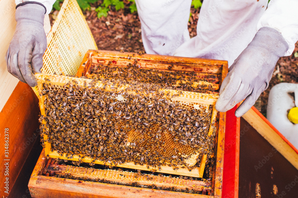 Bienenstöcke eines Imkers bei der Pflege der Bienen mit Waben und Honigbienen Bienenstöcke eines Imkers bei der Pflege der Bienen mit Waben und Honigbienen