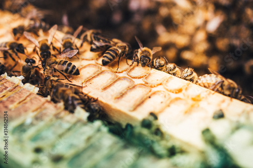 Bienenstöcke eines Imkers bei der Pflege der Bienen mit Waben und Honigbienen photo