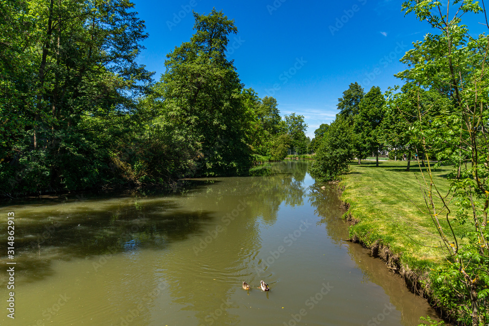 Fototapeta premium Enten auf dem Fluss Abens in Abensberg