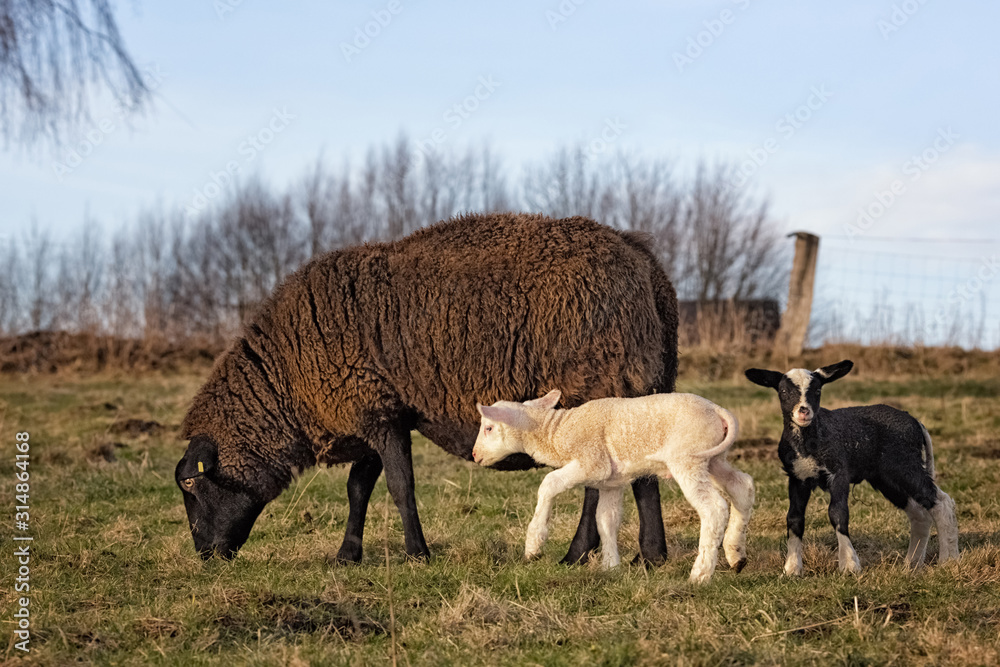 Obraz premium Sheep, Ewes with Lambs on the Pasture