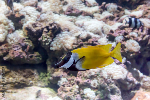 Exotic fish swimming in an aquarium close-up