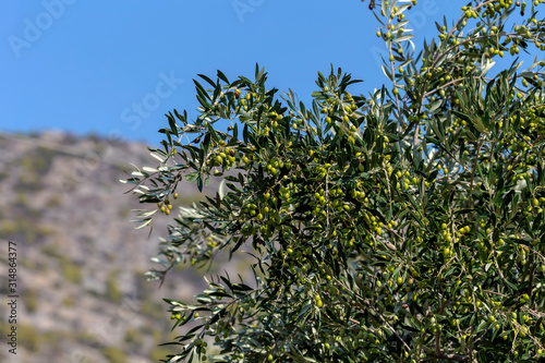 Wallpaper Mural Pruning of olive trees (Peloponnese, Greece) Torontodigital.ca