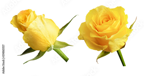 Set of yellow rose flowers