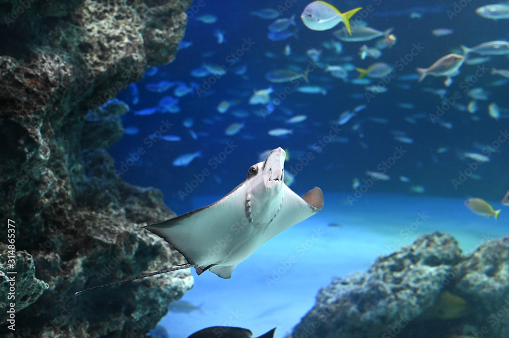 Fototapeta premium 岩礁地帯を飛ぶように泳ぐトビエイ