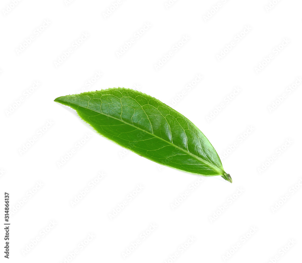 green tea leaf isolated on white background green tea leaf isolated on white background
