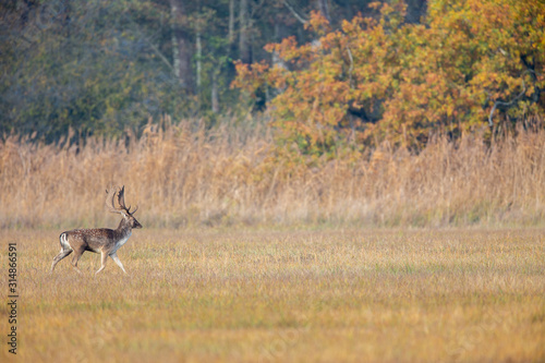 Fallow Deer (Dama dama) on a meadow in the nature protection area Moenchbruch near Frankfurt, Germany.