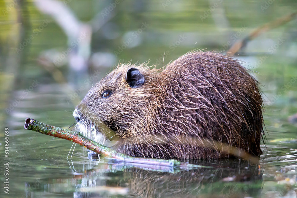 Nutria (Myocaster coypus) in a lake in the nature protection area Moenchbruch near Frankfurt, Germany. Nutria (Myocaster coypus) in a lake in the nature protection area Moenchbruch near Frankfurt, Germany.
