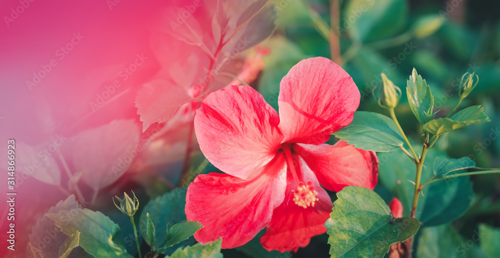 Red Single Beautiful Hibiscus Flowerб Natural floral background and texture, cover postcard with a beautiful garden flower