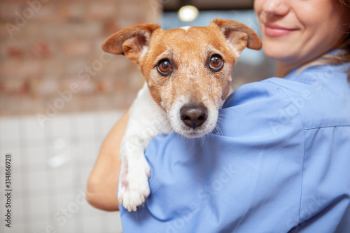 Canvas Print Close up of a cute funny jack russel terrier in the arms of a female veterinarian doctor