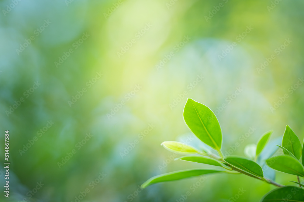 Natural green plant under sunlight for nature background.