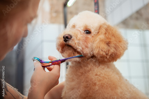 Close up of adorable fluffy dog getting its fur cut by professional dog groomer photo