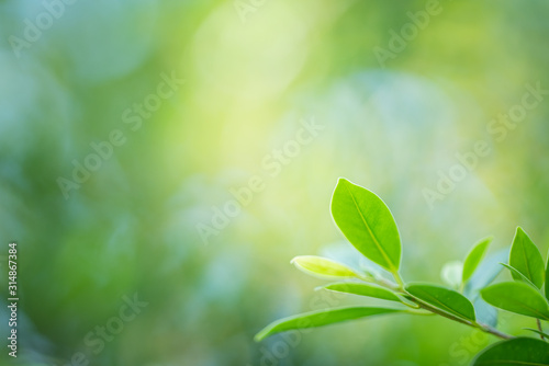 Natural green plant under sunlight for nature background.