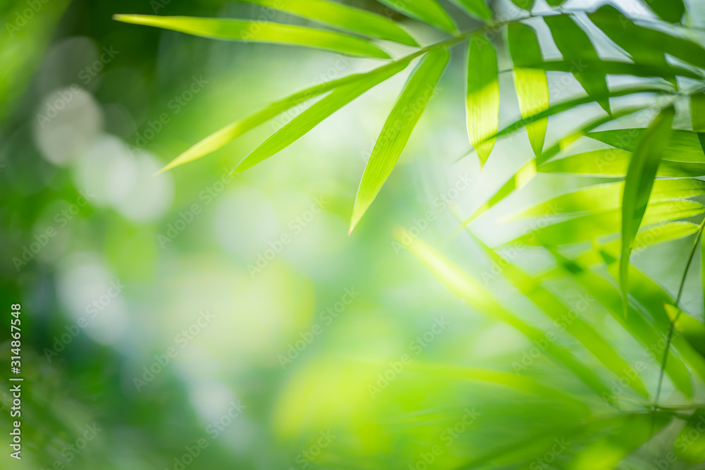 Bamboo leaf on blurred background. Tropical green plant in summer. Bamboo leaf on blurred background. Tropical green plant in summer.