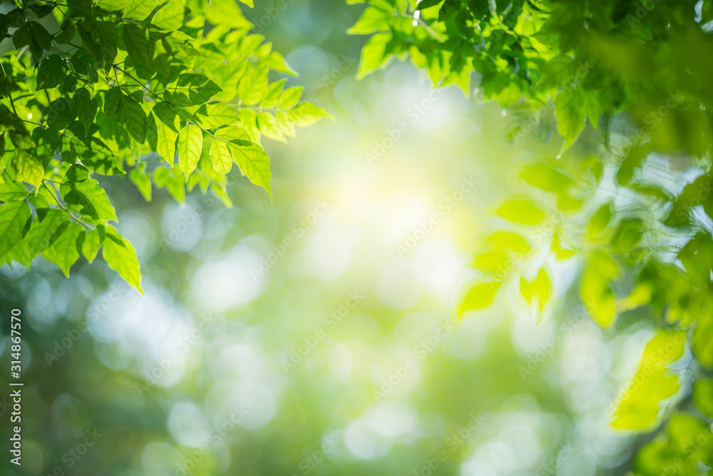 Green leaf for nature on blurred background with beautiful bokeh and copy space for text.