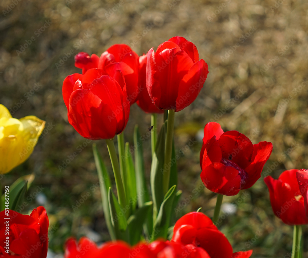 Obraz premium Colorful tulip flowers blooming at public park