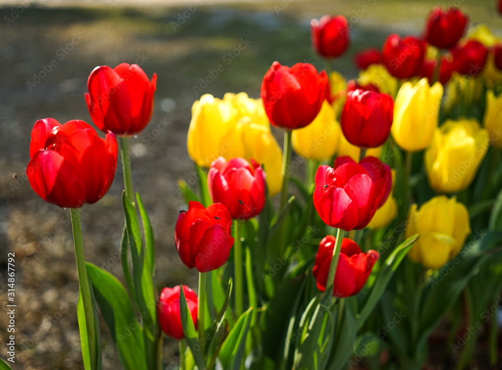 Obraz premium Colorful tulip flowers blooming at public park