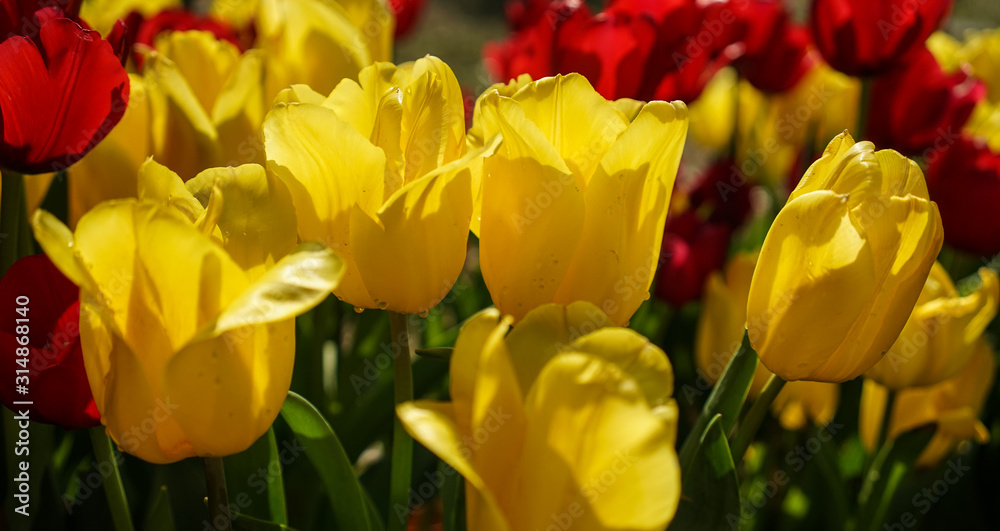 Colorful tulip flowers blooming at public park Colorful tulip flowers blooming at public park