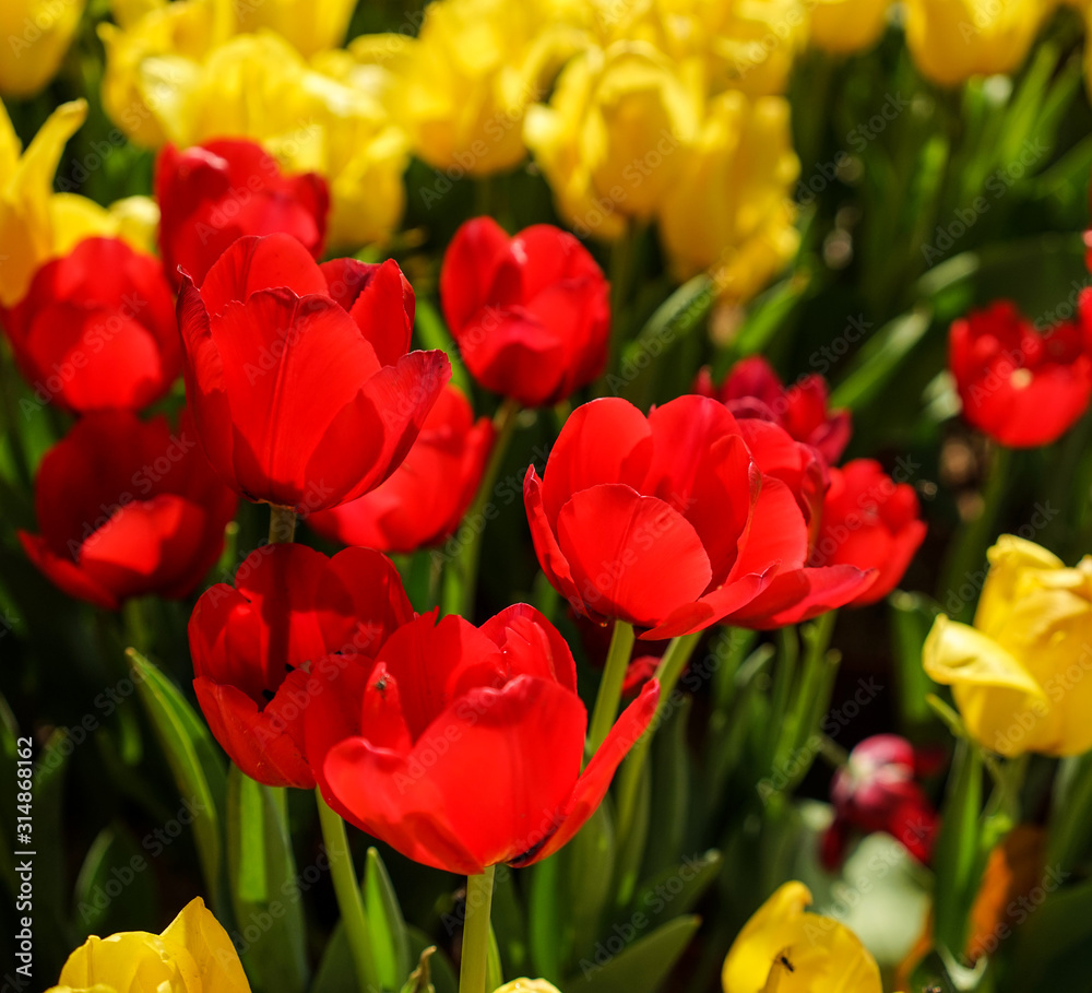 Colorful tulip flowers blooming at public park