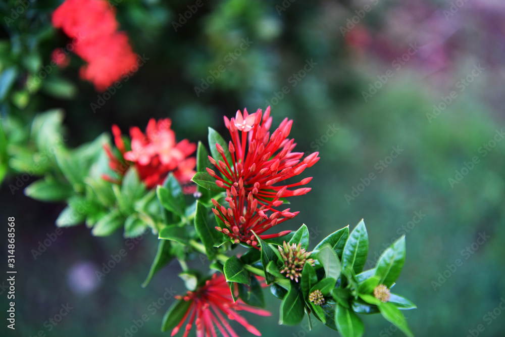 red tropical flowers on a dark background red tropical flowers on a dark background