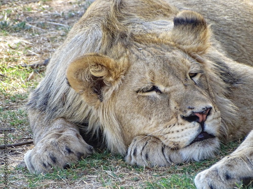 Fototapeta Naklejka Na Ścianę i Meble -  Junges Löwen Männchen 57