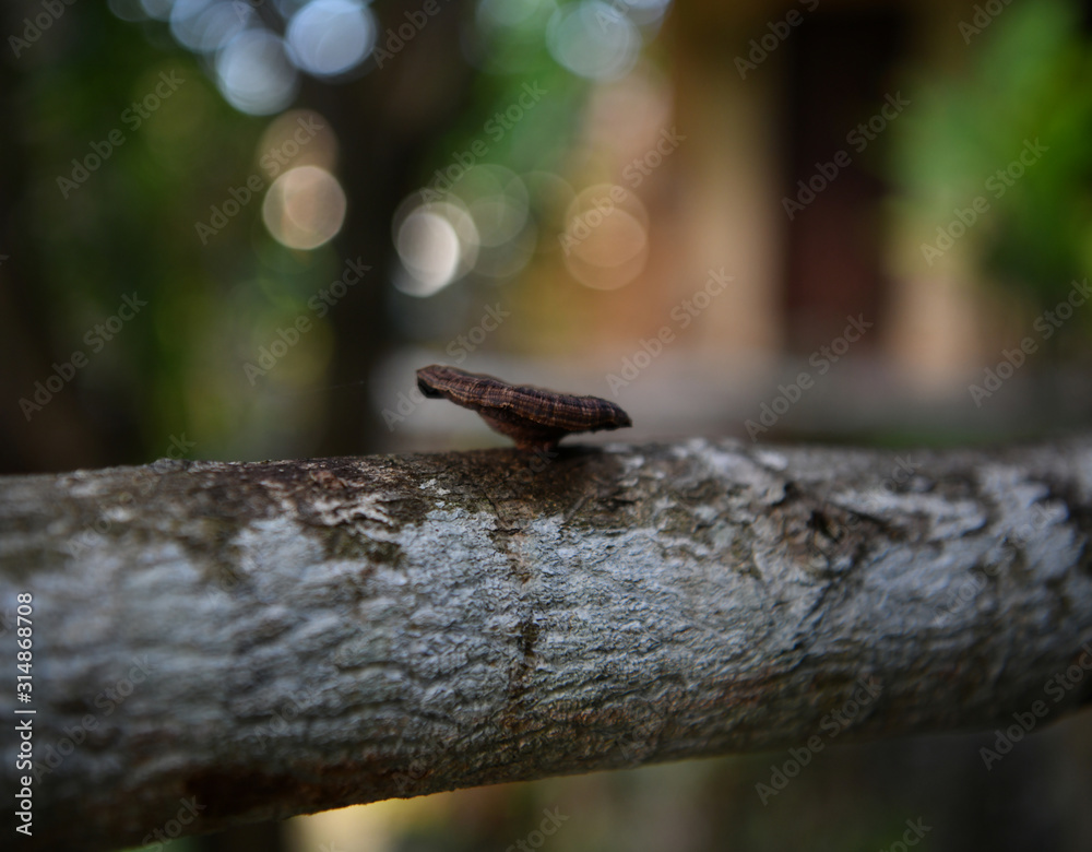 Obraz premium brown mushroom on a tree trunk