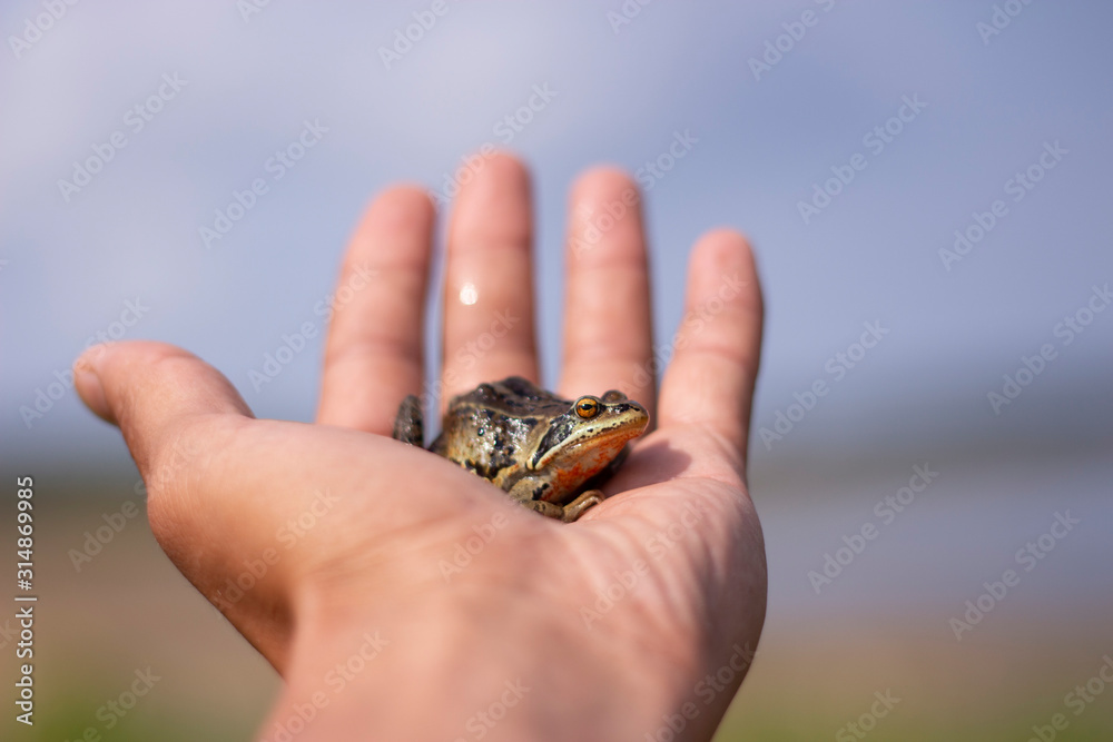 frog in hand