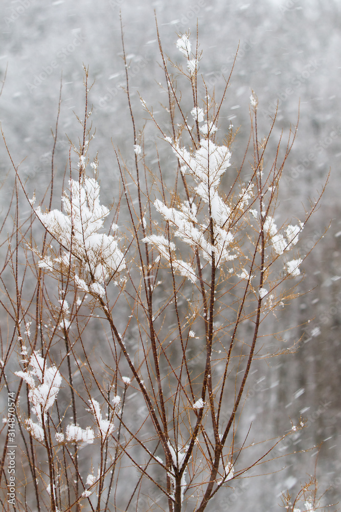 White winter landscape with snowfall