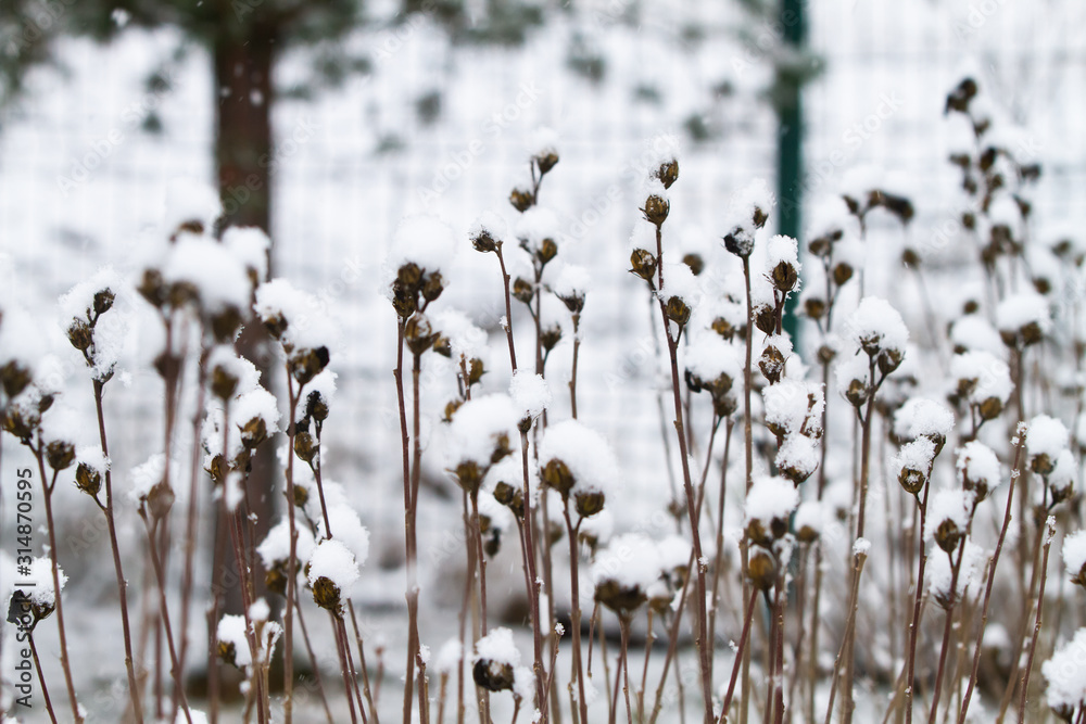 White winter landscape with snowfall