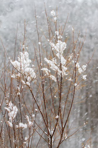 White winter landscape with snowfall © anca enache
