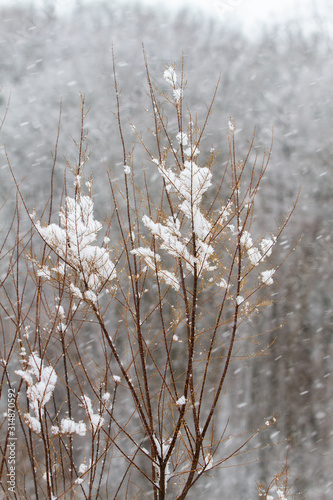 White winter landscape with snowfall © anca enache