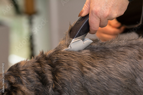 Hund scheren