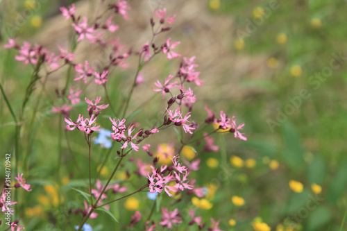 wildflower, Ragged Robin close to, loop