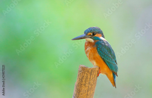Beautiful bird a male Common Kingfisher (Alcedo atthis) perching on a branch.