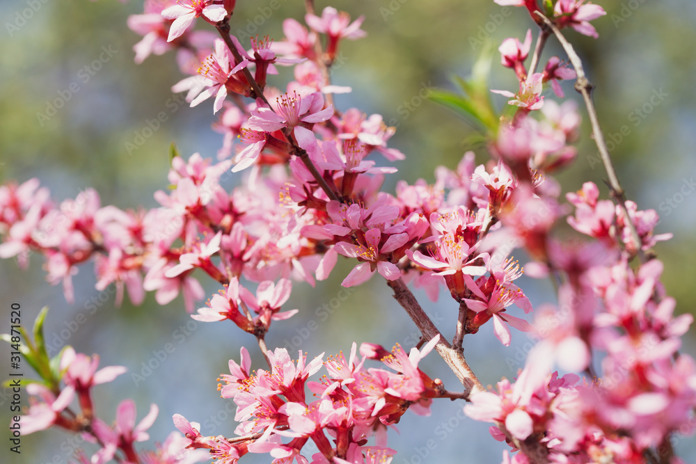 Spring blossom background. Blooming almond tree. Pink flowers on a tree